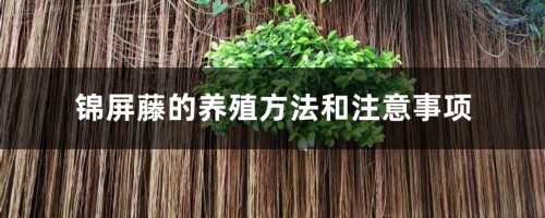 锦屏藤的养殖方法和注意事项