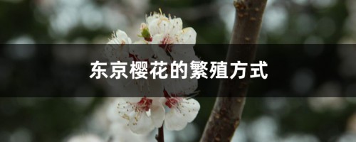 东京樱花的繁殖方式