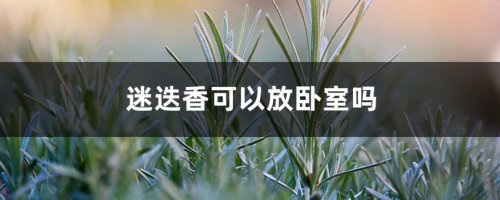 迷迭香可以放卧室吗，会很香吗