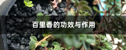 百里香的功效与作用