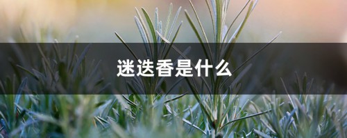 迷迭香是什么，有什么功效