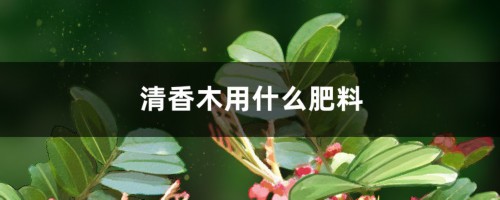 清香木用什么肥料