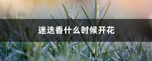 迷迭香什么时候开花